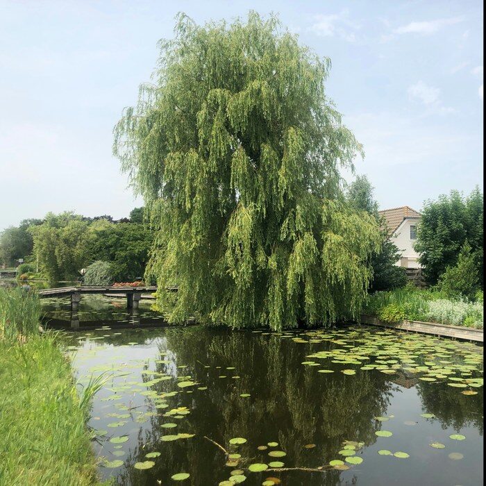 Willow